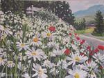 Daisies                  SOLD