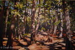 Muskoka Shadows          SOLD