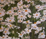 Daisies  22 x 24   Original Oil