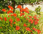 POPPIES            SOLD
