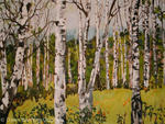 Sunlit Birches             SOLD